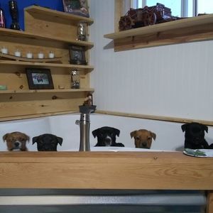 Meet your Posher, Danielle